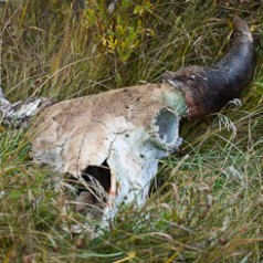 Bison Skull