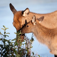 Elk Cow and Calf