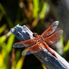 Flame Skimmer 1