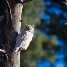 Great Horned Owl