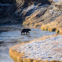 Grizzly Crossing