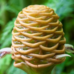 Beehive Ginger