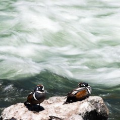 Male Harlequin Ducks in Rapids