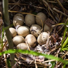 Mallard Duck Nest