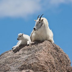 Mountain Goat and Newborn on Rock