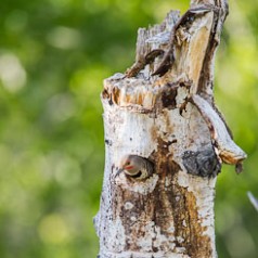 Northern Flicker Exiting Nest Cavity