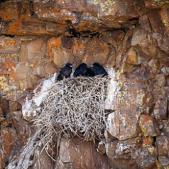 Raven Nest with Chicks