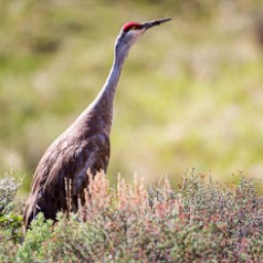 Sandhill Crane Portrait-2