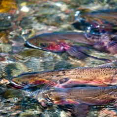 Spawning Yellowstone Cutthroat