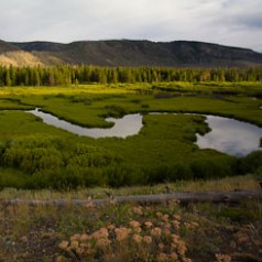 Wetland Dams