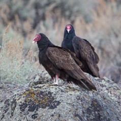 Turkey Vultures on Boulder
