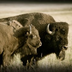 Bison Bull and Cow Sunset Sepia