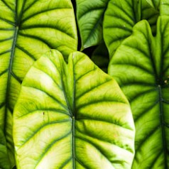 Turtle Shell