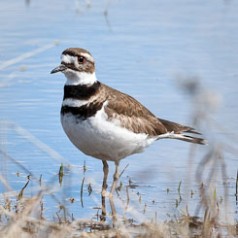 Killdeer