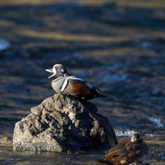 Harlequin Duck Calling