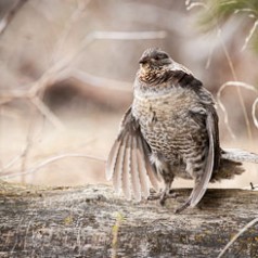 Grouse with Cupped Wings