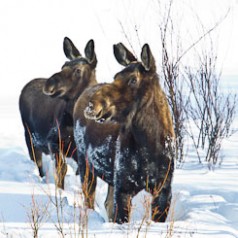Moose Cow and Yearling