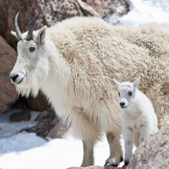 Mountain Goat and Kid