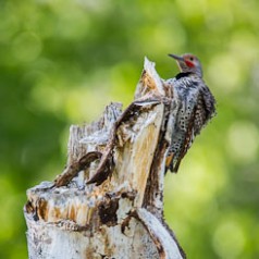 Guarding the Tree Cavity