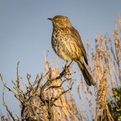 Sage Thrasher