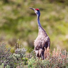 Sandhill Crane Portrait-1