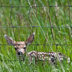 Hayfield Fawn