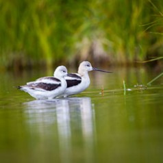 Pair of American Avocets