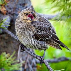 Fledgling