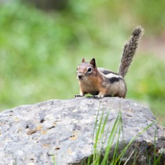 Golden-mantled Ground Squirrel