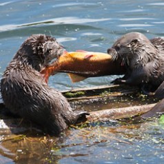 Tug-of-War