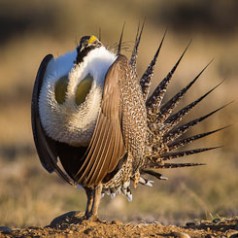 Sage Grouse Mating Display-5