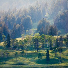 Summer Morning in Lamar Valley