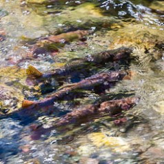 Spawning Yellowstone Cutthroat