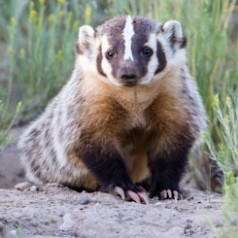 Young Badger