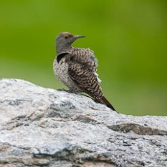 Young Northern Flicker