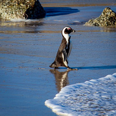 Heading in - African Penguin