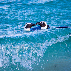 African Penguins