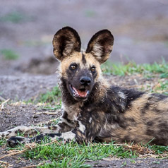 African Wild Dog (African Painted Dog)