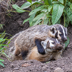 Badger Play