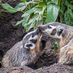 Tender Moment