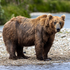 Coastal Brown Bear Portrait