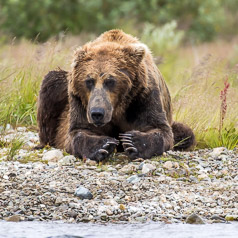 Afternoon Rest