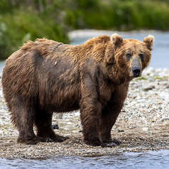 Coastal Brown Bear Portrait