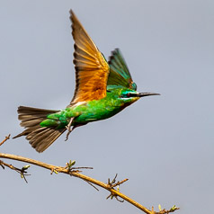 Blue-cheeked Bee-eater