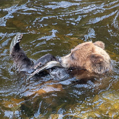 Back Float