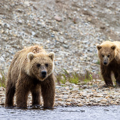 Cub Crossing