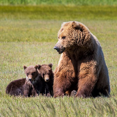 Sitting Proud Sow⠀