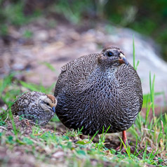 Cape Spurfowl