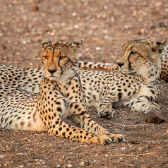 Cheetah Siblings