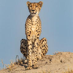 Cheetah on Termite Hill